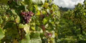 parcours de visite domaine viticole