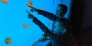 aquarium de lyon nuitsnoires.com